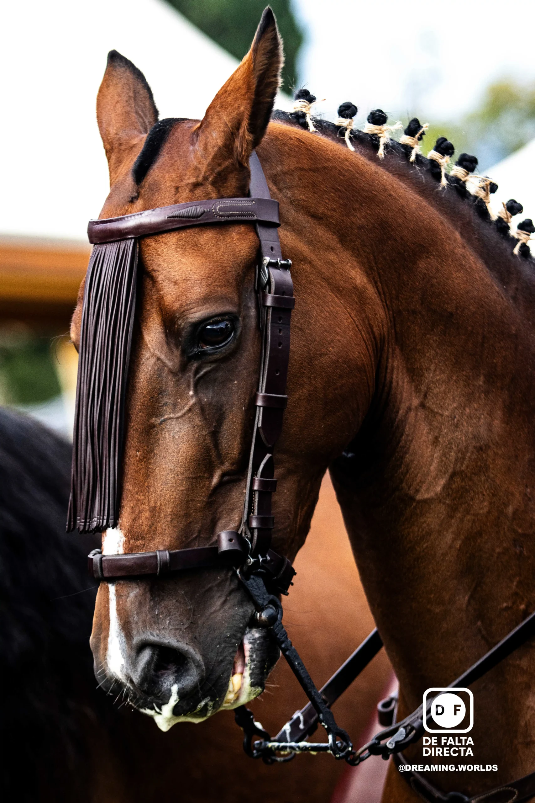Hípica en el club de polo de Barcelona