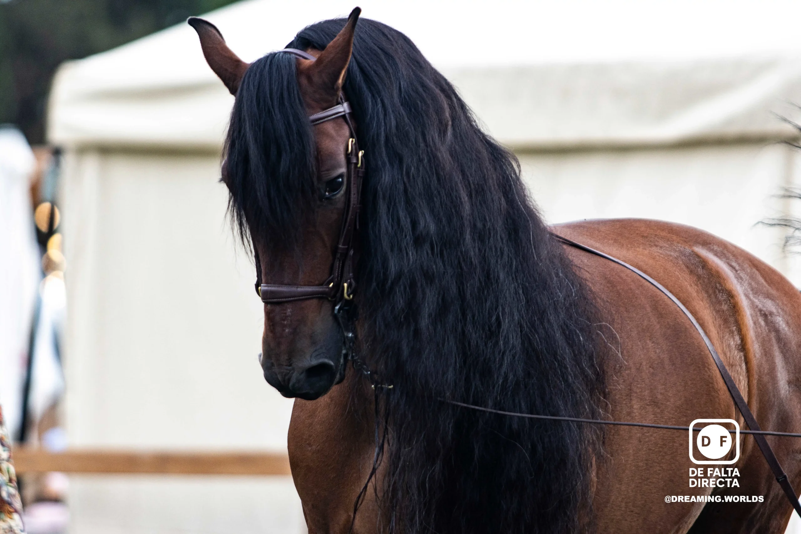 Hípica en el club de polo de Barcelona